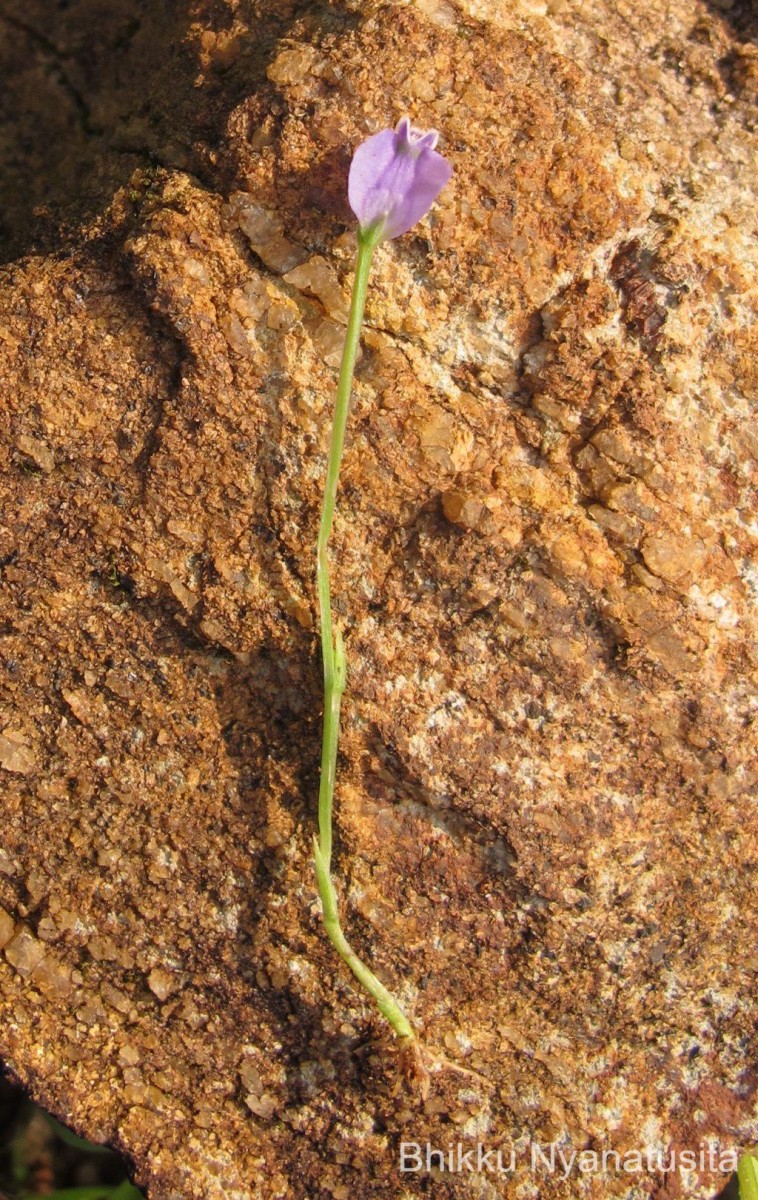 Burmannia pusilla (Miers) Thwaites